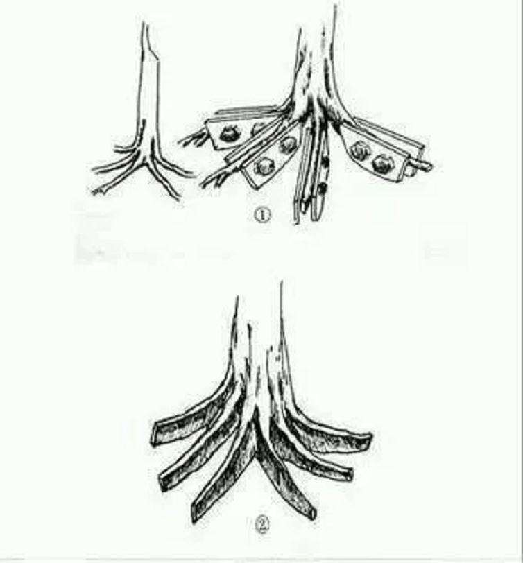 树桩盆景怎么提根造型的方法