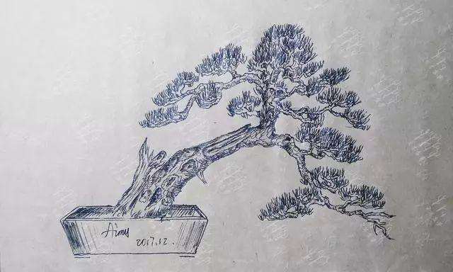 斜干松树盆景的造型设计图
