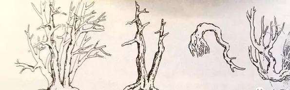 树桩盆景怎么处理根部的方法