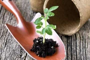 怎么移植盆栽的5个技巧 成活率99%