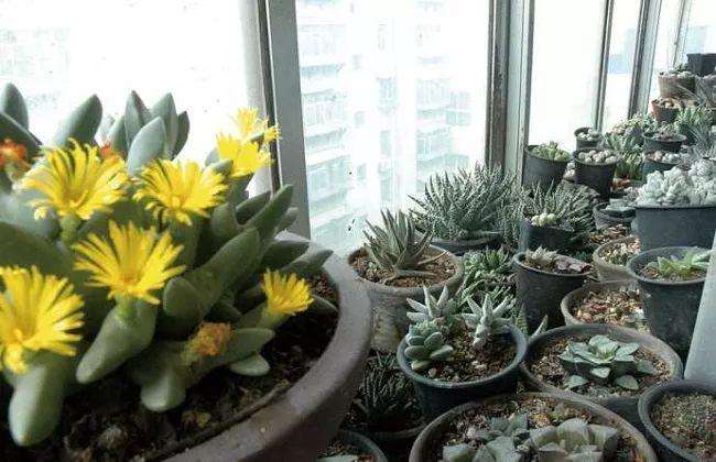室内阳台怎么养多肉植物的方法图片 Penjing8 盆景吧