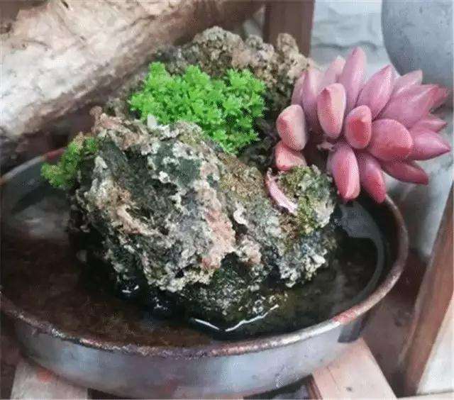 怎么在石头上种植多肉的方法图片 多肉 Penjing8 盆景吧