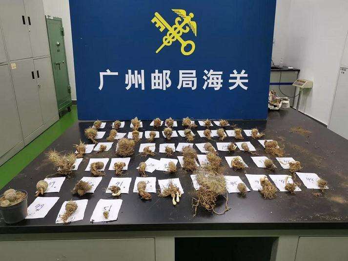 广州海关查获大量濒危多肉植物