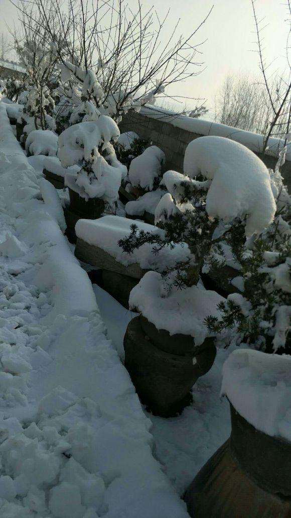 冬季下雪了罗汉松盆景会不会冻死