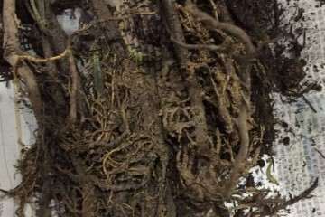 罗汉松盆景苗怎么用生根粉的方法