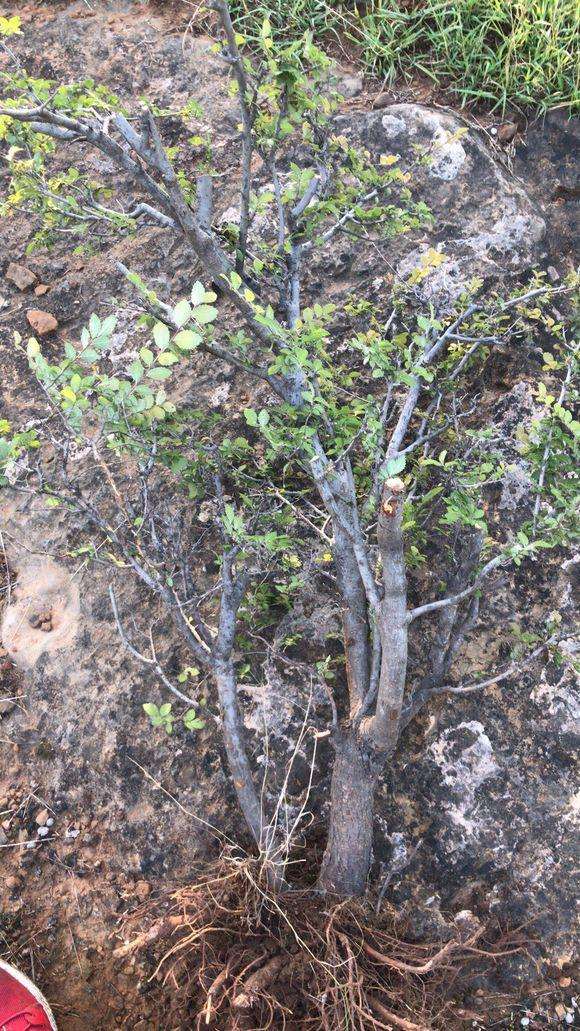 榆树下山桩为什么要用潮湿的沙土栽
