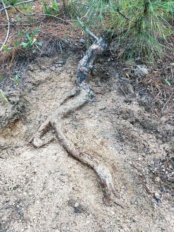 发现一个浅根系的松树下山桩