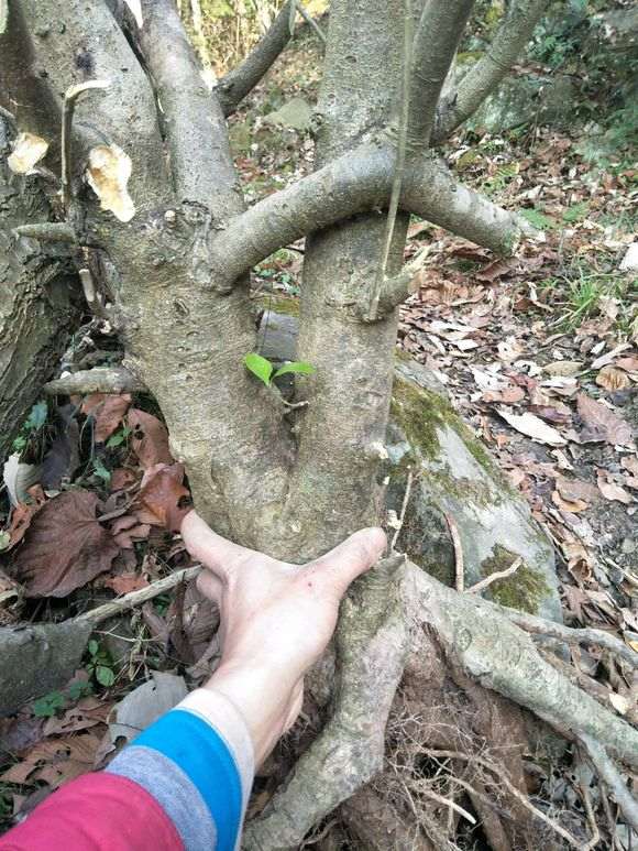 挖下山桩 然后转手卖钱 不觉得很恶心吗