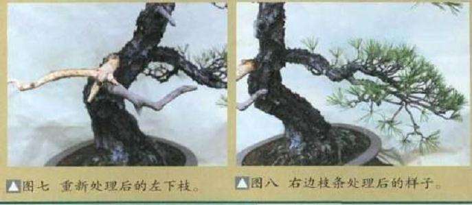 图解 大师怎么制作赤松盆景的13个方法
