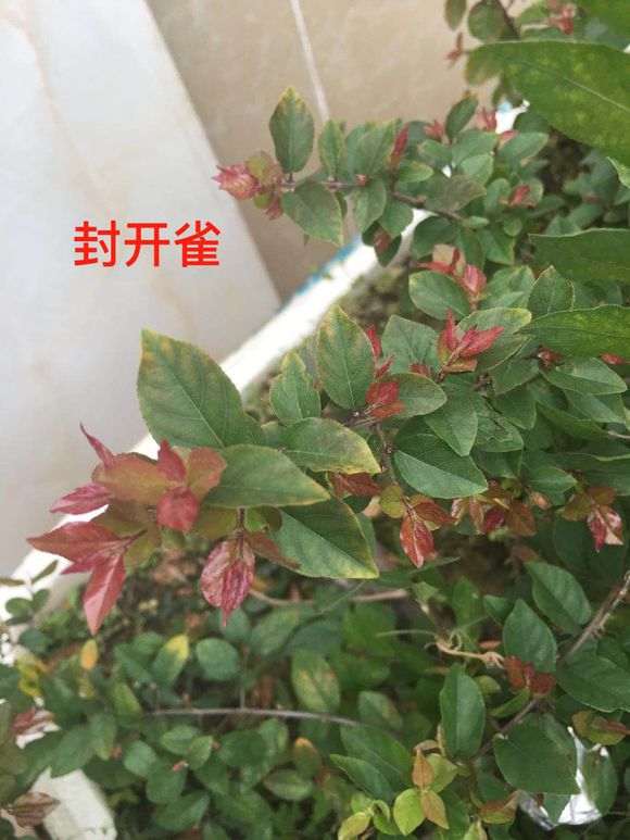 雀梅下山桩的红芽很漂亮 浙江还有种毛雀