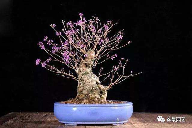 为什么春季栽植紫珠盆景对生长最好