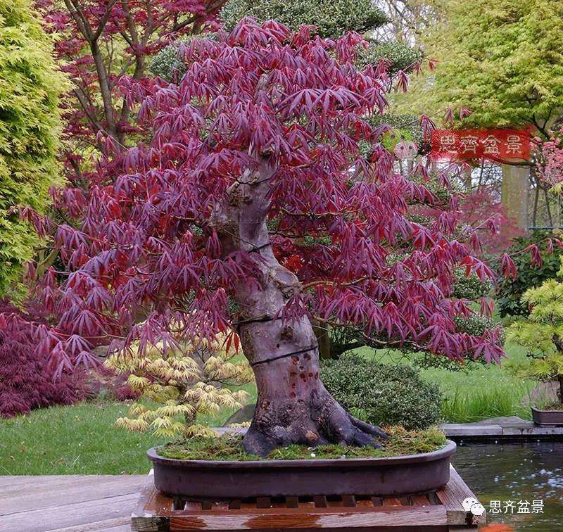红枫树桩怎么制作成盆景的方法