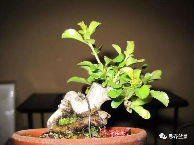 图解 一棵微型白花长寿梅盆景的培养方法