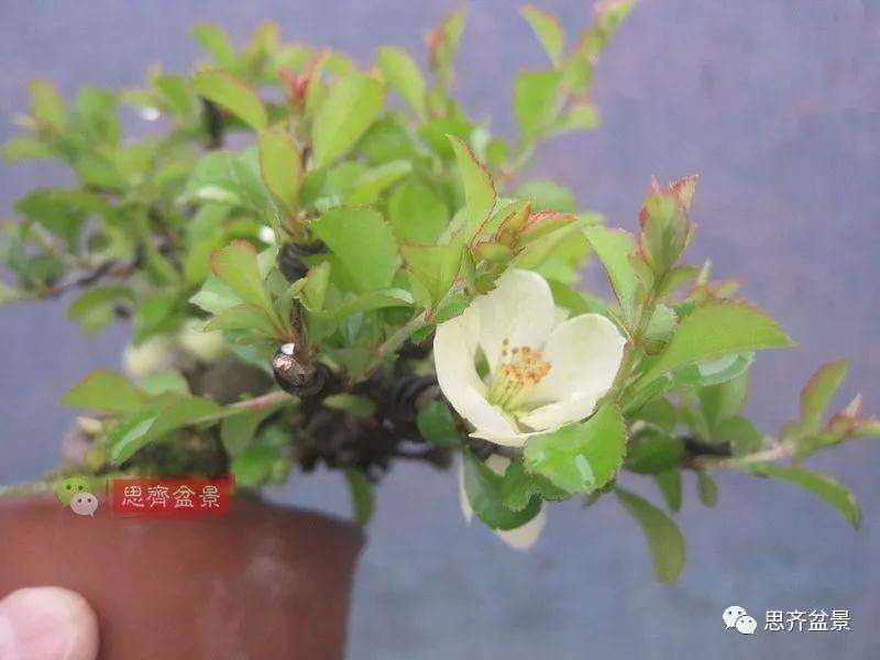 图解 一棵微型白花长寿梅盆景的培养方法