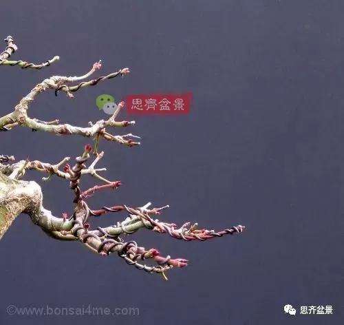 年高压制作的红枫盆景