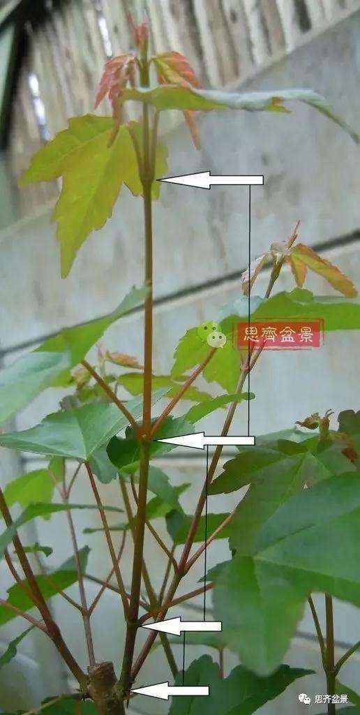 怎么培养三角枫老桩盆景的枝节