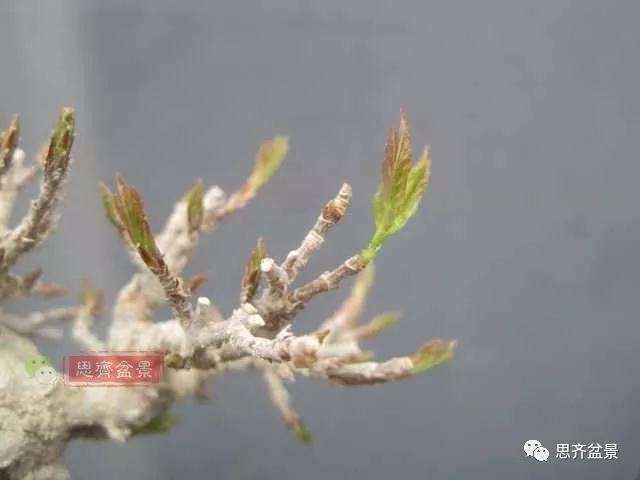 怎么培养三角枫老桩盆景的枝节