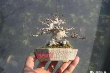 图解 怎么培养三角枫老桩盆景的枝节