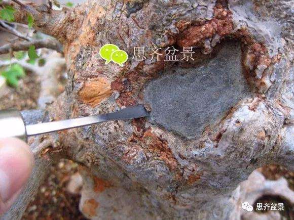 三角枫盆景的树洞怎么愈合的方法