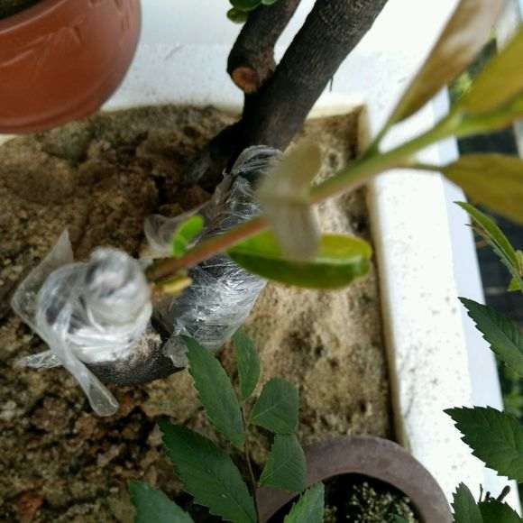 用阿斯匹林对下山桩生桩效果