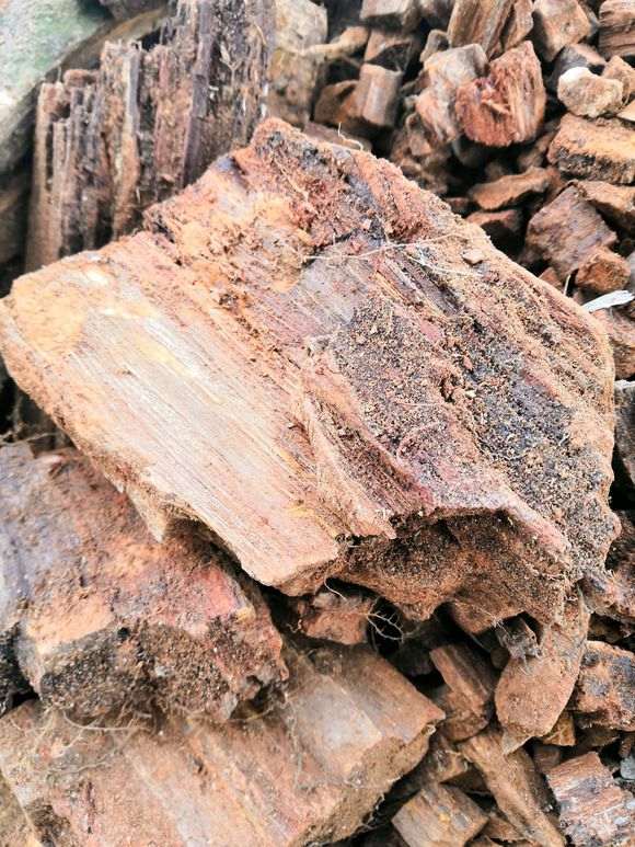 山里腐熟的树桩历经几十年松皮早已腐烂掉了