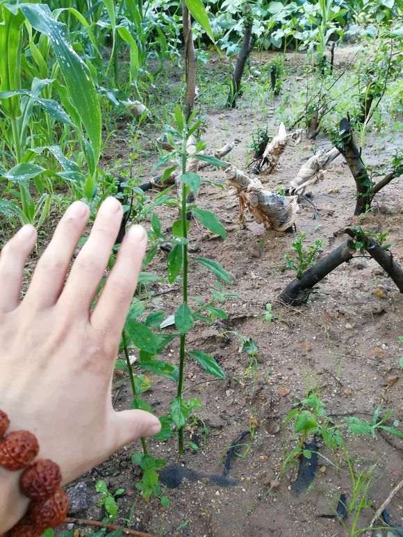 下山桩用破布包裹还是容易干