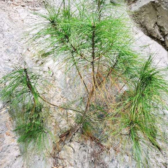 杭州地区的松树下山桩是什么品种