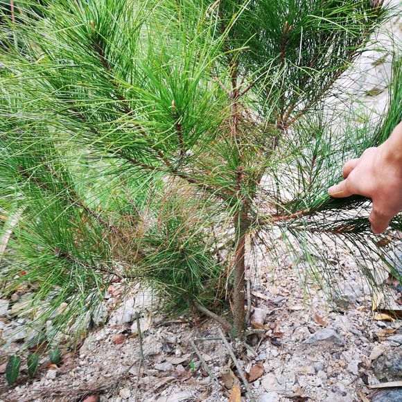 杭州地区的松树下山桩是什么品种