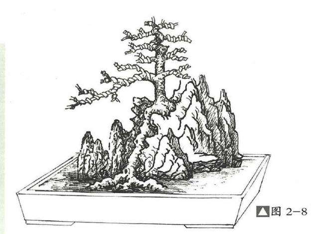 图解  石上树式附石盆景怎么制作