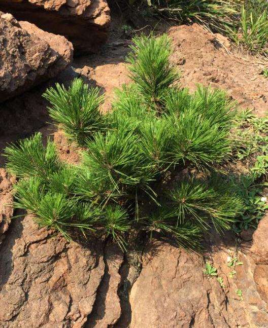 海边石头上是什么松树下山桩