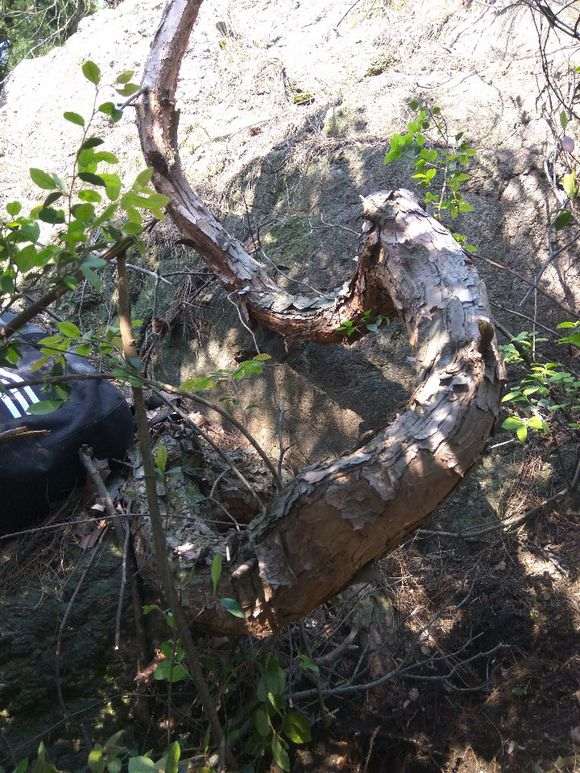 发现了一个奇怪的松树下山桩