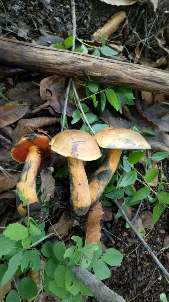 松树下山桩长这种一碰就变色的蘑菇有毒吗