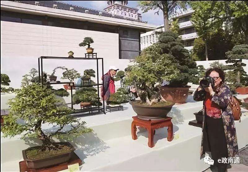 2019中国通派盆景艺术展在通开幕