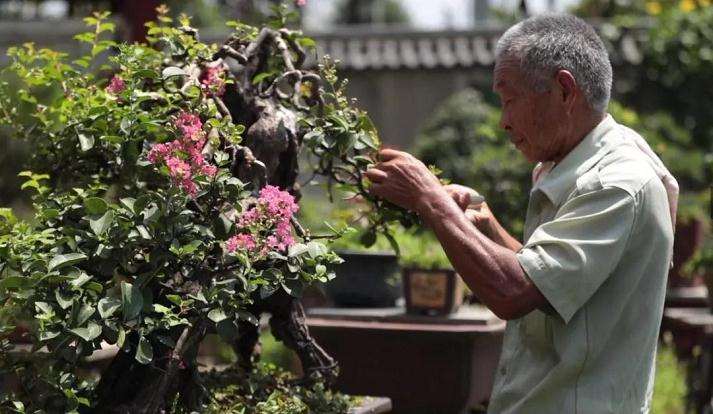 六安市 73岁的徽派盆景艺术家