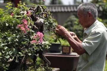 六安市 73岁的徽派盆景艺术家