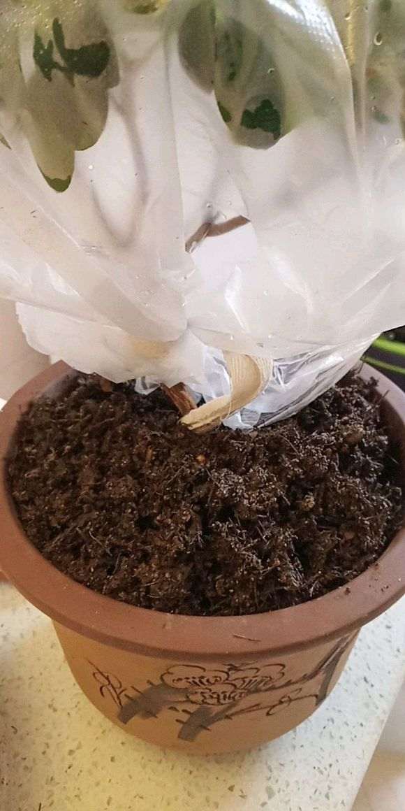 图解 椰糠杜鹃下山桩怎么洗根的方法
