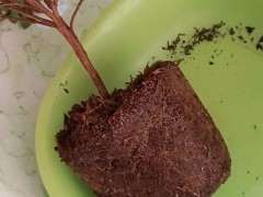 图解 椰糠杜鹃下山桩怎么洗根的方法