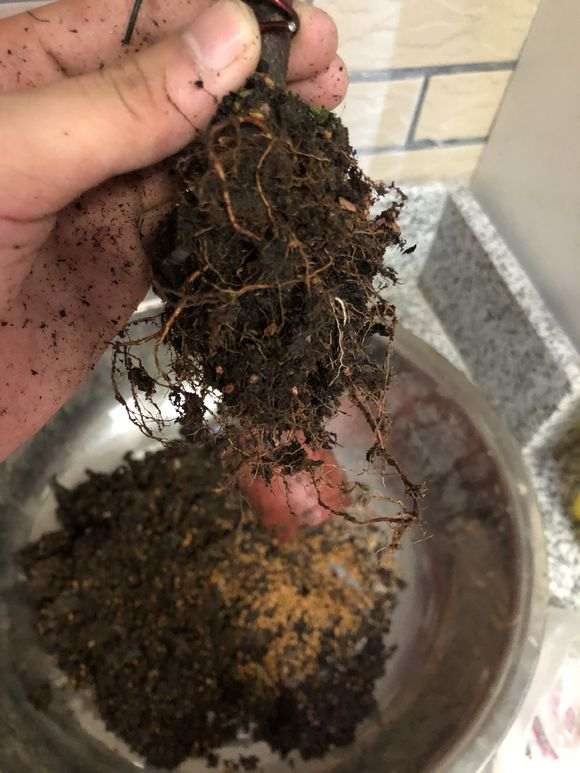 杜鹃下山桩怎么洗根换盆的过程