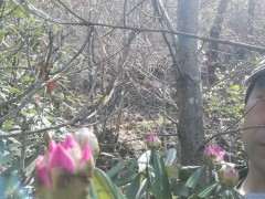 高山杜鹃下山桩能嫁接其它杜鹃桩吗