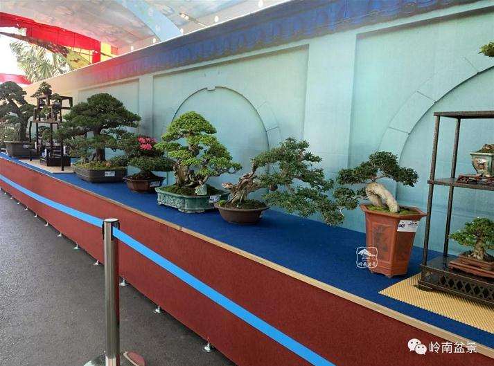 第15届亚太盆景赏石博览会在越南胡志明市举行