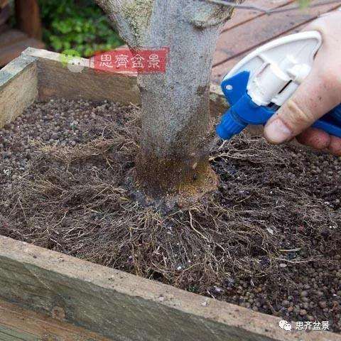朴树下山桩怎么高压换根的方法