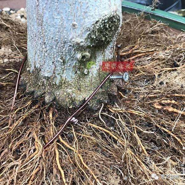 朴树下山桩怎么高压换根的方法