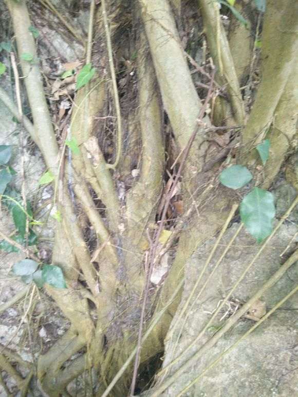 小叶榕树下山桩和虎皮榕哪个品种好 图片