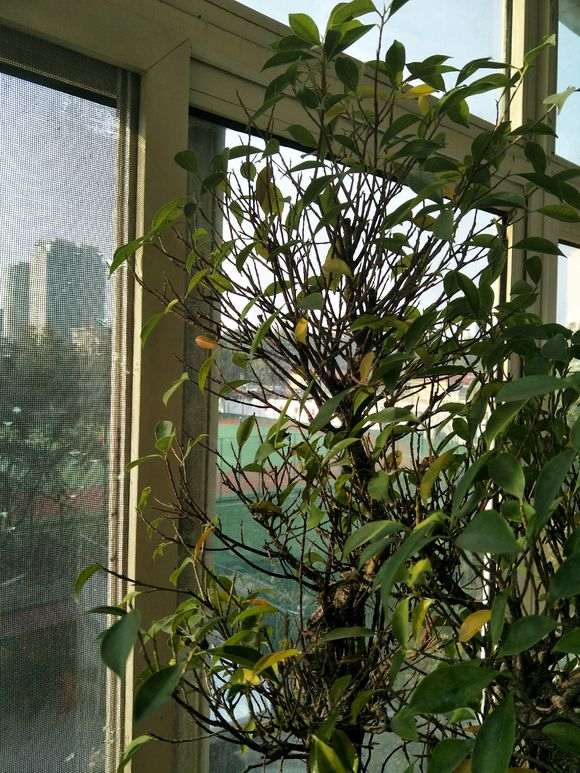 台湾虎皮榕树下山桩在秋天自动落叶子吗