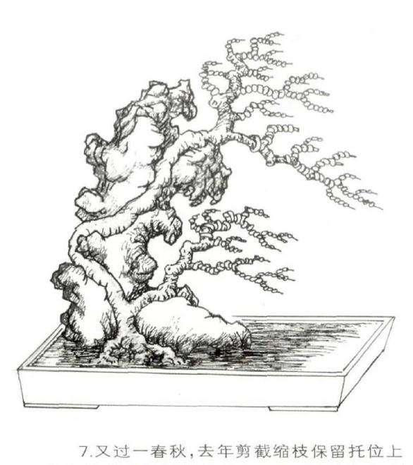 图解 怎么制作石上树式盆景的方法