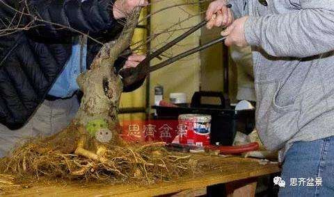朴树下山桩怎么栽培的方法