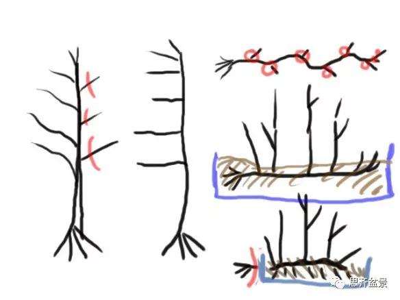 图解 丛林榉树下山桩怎么制作盆景的方法