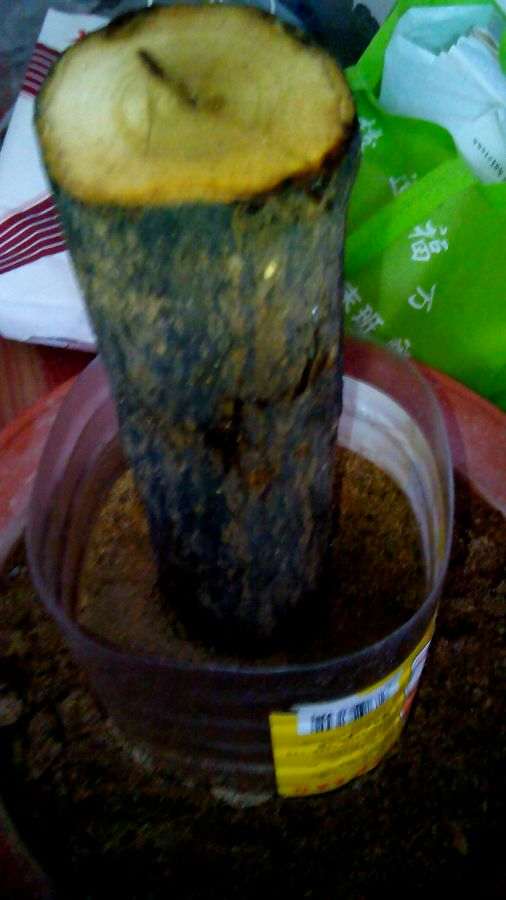 石榴下山桩刚收到 先泡水24小时 再加生根粉