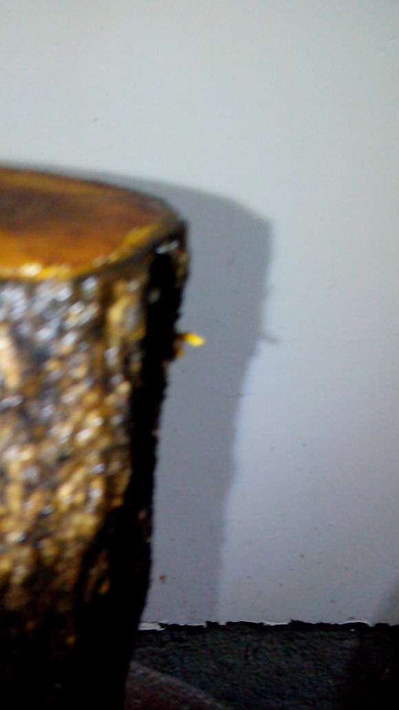 我的石榴下山桩是嫩芽 还是气生根 图片