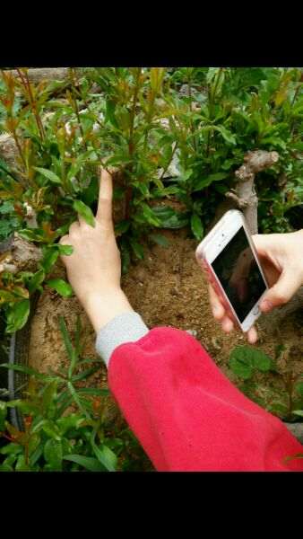 石榴下山桩可以用播种的方法繁殖吗